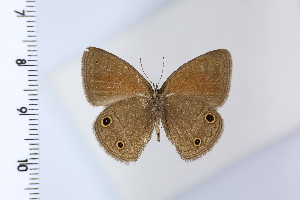  ( - DRD1934)  @11 [ ] c  Diego Dolibaina Universidade Federal do Parana