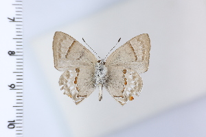  ( - DRD1952)  @11 [ ] c  Diego Dolibaina Universidade Federal do Parana