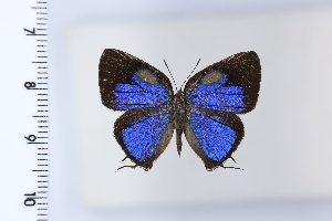  ( - DRD1961)  @11 [ ] c  Diego Dolibaina Universidade Federal do Parana