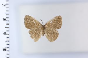  ( - DRD1967)  @11 [ ] c  Diego Dolibaina Universidade Federal do Parana