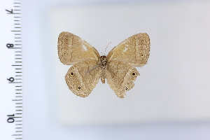  ( - DRD1967)  @11 [ ] c  Diego Dolibaina Universidade Federal do Parana