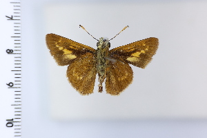  (Metrocles - DRD1983)  @11 [ ] c  Diego Dolibaina Universidade Federal do Parana