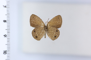  ( - DRD235)  @11 [ ] c  Diego Dolibaina Universidade Federal do Parana