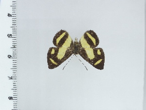  ( - DZ20.016)  @11 [ ] c (2024) Diego Dolibaina UFPR