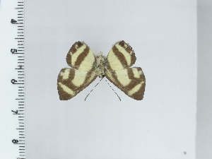  ( - DZ20.016)  @11 [ ] c (2024) Diego Dolibaina UFPR