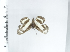  ( - DZ21.363)  @11 [ ] c (2024) Diego Dolibaina UFPR