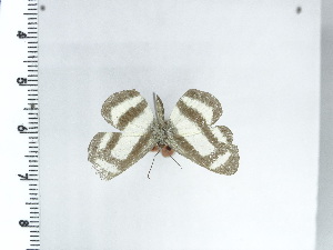  ( - DZ21.363)  @11 [ ] c (2024) Diego Dolibaina UFPR