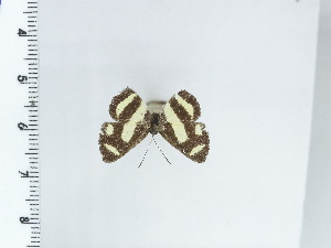  ( - DZ21.375)  @11 [ ] c (2024) Diego Dolibaina UFPR