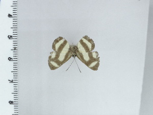  ( - DZ21.375)  @11 [ ] c (2024) Diego Dolibaina UFPR