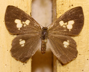  (Methone euploea - DZ39.123)  @11 [ ] c  Diego Dolibaina Universidade Federal do Paran&aacute;