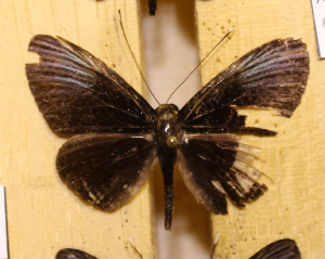  ( - DZ44.471)  @11 [ ] c  Diego Dolibaina Universidade Federal do Paraná