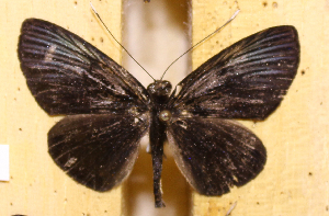  ( - DZ48.227)  @11 [ ] c  Diego Dolibaina Universidade Federal do Paraná