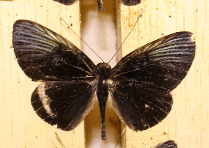  ( - DZ48.257)  @11 [ ] c  Diego Dolibaina Universidade Federal do Paraná