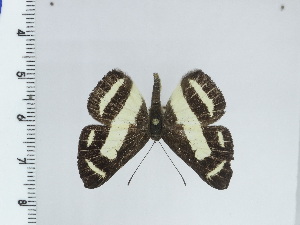  ( - DZ50.478)  @11 [ ] c (2024) Diego Dolibaina UFPR