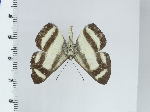  ( - DZ50.478)  @11 [ ] c (2024) Diego Dolibaina UFPR