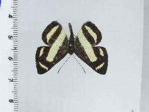  ( - DZ50.627)  @11 [ ] c (2024) Diego Dolibaina UFPR