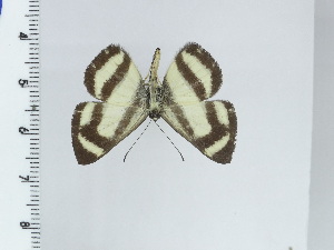  ( - DZ50.627)  @11 [ ] c (2024) Diego Dolibaina UFPR