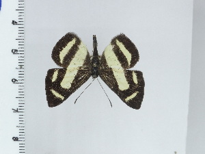  ( - DZ50.688)  @11 [ ] c (2024) Diego Dolibaina UFPR