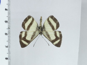  ( - DZ50.688)  @11 [ ] c (2024) Diego Dolibaina UFPR