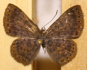  ( - DZ52.569)  @11 [ ] c  Diego Dolibaina Universidade Federal do Paran&aacute;