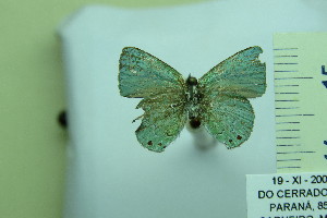  (Erora campa - DZ59.917)  @11 [ ] c (2023) Diego Dolibaina UFPR