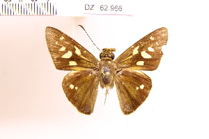  (Calpodes sp. 6 - DZ62.966)  @11 [ ] c (2025) Adalberto Dantas de Medeiros UFPR