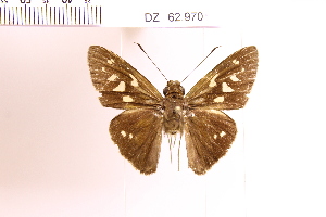  (Calpodes salianus - DZ62.970)  @11 [ ] c (2025) Adalberto Dantas de Medeiros UFPR