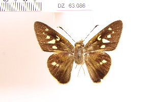  (Calpodes sp. 9 - DZ63.086)  @11 [ ] c (2025) Adalberto Dantas de Medeiros UFPR