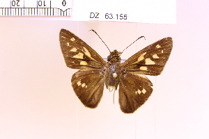  (Calpodes sp. 3 - DZ63.155)  @11 [ ] c (2025) Adalberto Dantas de Medeiros UFPR