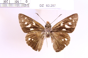  ( - DZ63.257)  @11 [ ] c (2025) Adalberto Dantas de Medeiros UFPR