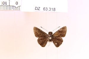  (Mnasitheus forma - DZ63.318)  @11 [ ] c (2025) Adalberto Dantas de Medeiros UFPR