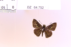  (Mnasitheus sp. 1 - DZ64.752)  @11 [ ] c (2025) Adalberto Dantas de Medeiros UFPR