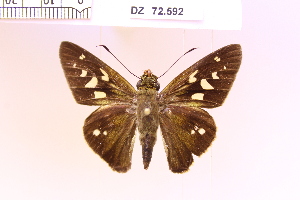  ( - DZ72.592)  @11 [ ] c (2025) Adalberto Dantas de Medeiros UFPR