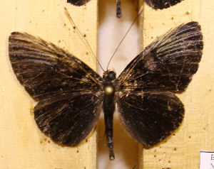  ( - DZ73.530)  @11 [ ] c  Diego Dolibaina Universidade Federal do Paraná