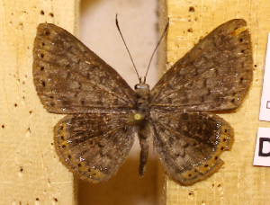  ( - DZ73.570)  @11 [ ] c  Diego Dolibaina Universidade Federal do Paran&aacute;