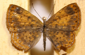  ( - DZ74.413)  @11 [ ] c  Diego Dolibaina Universidade Federal do Paran&aacute;