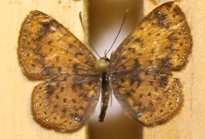  ( - DZ74.414)  @11 [ ] c  Diego Dolibaina Universidade Federal do Paran&aacute;