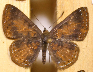  ( - DZ74.415)  @11 [ ] c  Diego Dolibaina Universidade Federal do Paran&aacute;