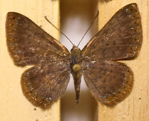  ( - DZ74.416)  @11 [ ] c  Diego Dolibaina Universidade Federal do Paran&aacute;