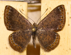  ( - DZ74.417)  @11 [ ] c  Diego Dolibaina Universidade Federal do Paran&aacute;