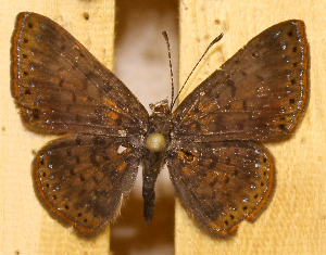  ( - DZ74.418)  @11 [ ] c  Diego Dolibaina Universidade Federal do Paran&aacute;