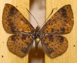  ( - DZ74.419)  @11 [ ] c  Diego Dolibaina Universidade Federal do Paran&aacute;