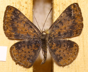  ( - DZ74.420)  @11 [ ] c  Diego Dolibaina Universidade Federal do Paran&aacute;