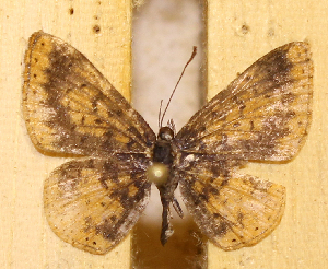  ( - DZ74.421)  @11 [ ] c  Diego Dolibaina Universidade Federal do Paran&aacute;