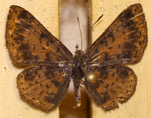  ( - DZ74.422)  @11 [ ] c  Diego Dolibaina Universidade Federal do Paran&aacute;