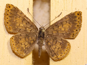  ( - DZ74.426)  @11 [ ] c  Diego Dolibaina Universidade Federal do Paran&aacute;