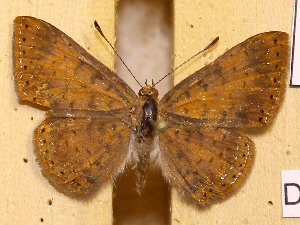  ( - DZ74.427)  @11 [ ] c  Diego Dolibaina Universidade Federal do Paran&aacute;