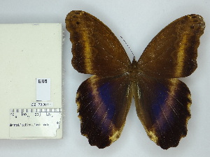  (Caligo oberthurii - DZ_70.901)  @11 [ ] c (2025) Suianne Cajé UFPR