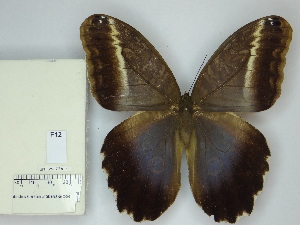  (Caligo superbus - OM_35.736)  @11 [ ] c (2025) Suianne Cajé UFPR