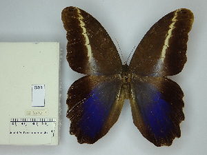  ( - DZ_2390)  @11 [ ] c (2025) Suianne Cajé UFPR